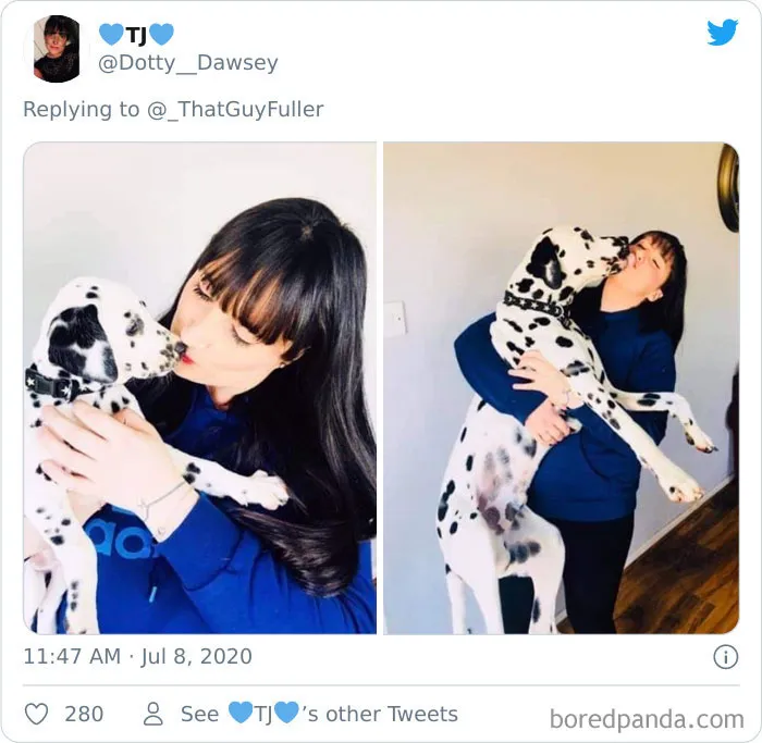 La gente comparte en twitter fotos de sus perros de cachorros y cómo son ahora (30 imágenes)