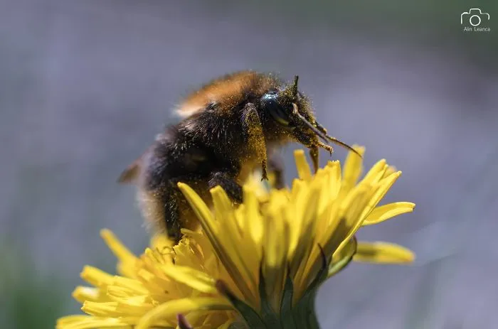 My 21 Photographs Show What The Life Of Insects Is Like