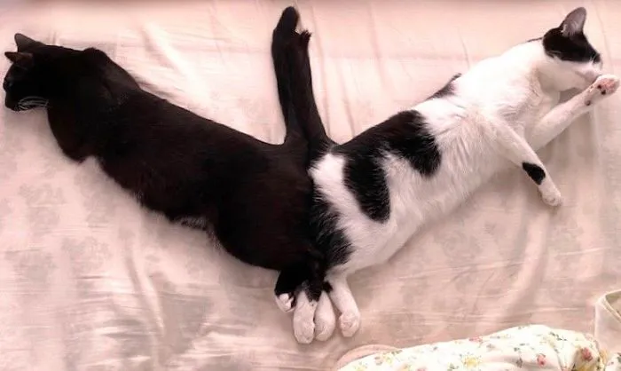 40 Personas que pillaron a sus gatos durmiendo juntos en extrañas posturas y tuvieron que compartirlo
