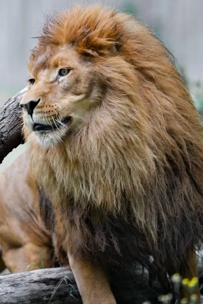 I Am A Wildlife Hunter, But I Hunt With My Camera (19 Pics)