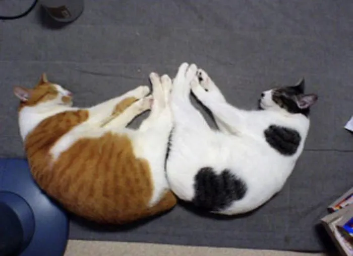 40 Personas que pillaron a sus gatos durmiendo juntos en extrañas posturas y tuvieron que compartirlo