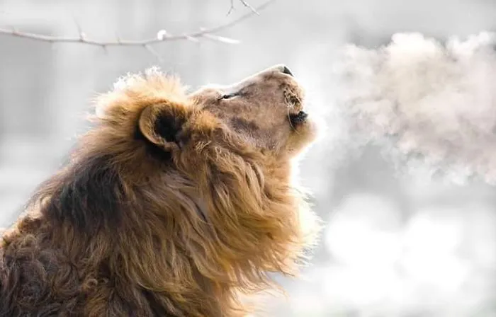 I Am A Wildlife Hunter, But I Hunt With My Camera (19 Pics)