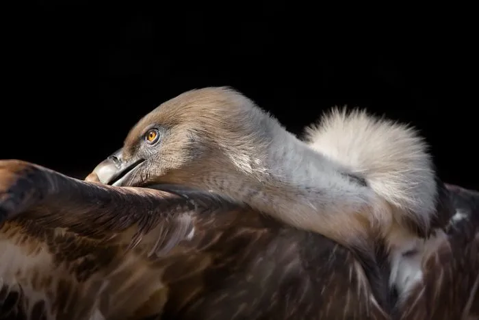I Am A Wildlife Hunter, But I Hunt With My Camera (19 Pics)