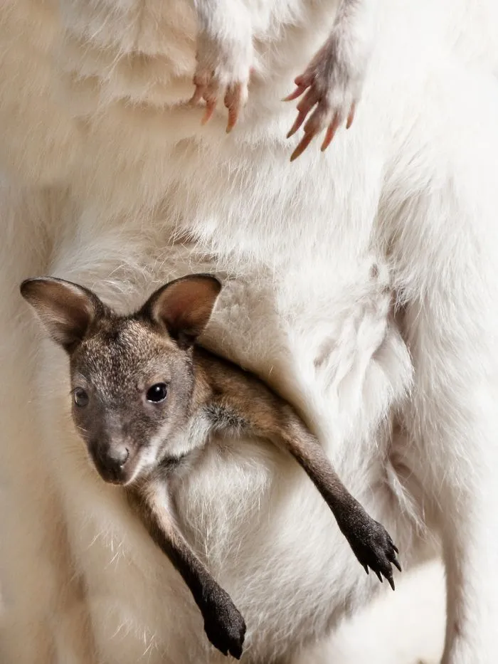 I Am A Wildlife Hunter, But I Hunt With My Camera (19 Pics)