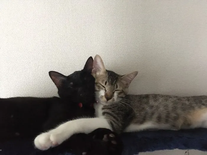40 Personas que pillaron a sus gatos durmiendo juntos en extrañas posturas y tuvieron que compartirlo