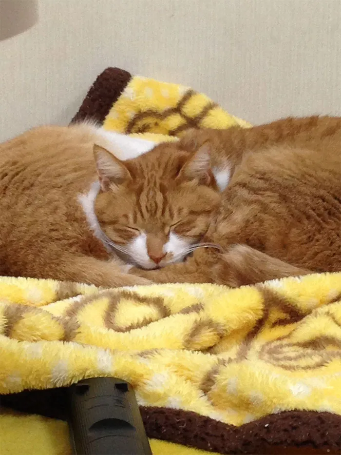 40 Personas que pillaron a sus gatos durmiendo juntos en extrañas posturas y tuvieron que compartirlo
