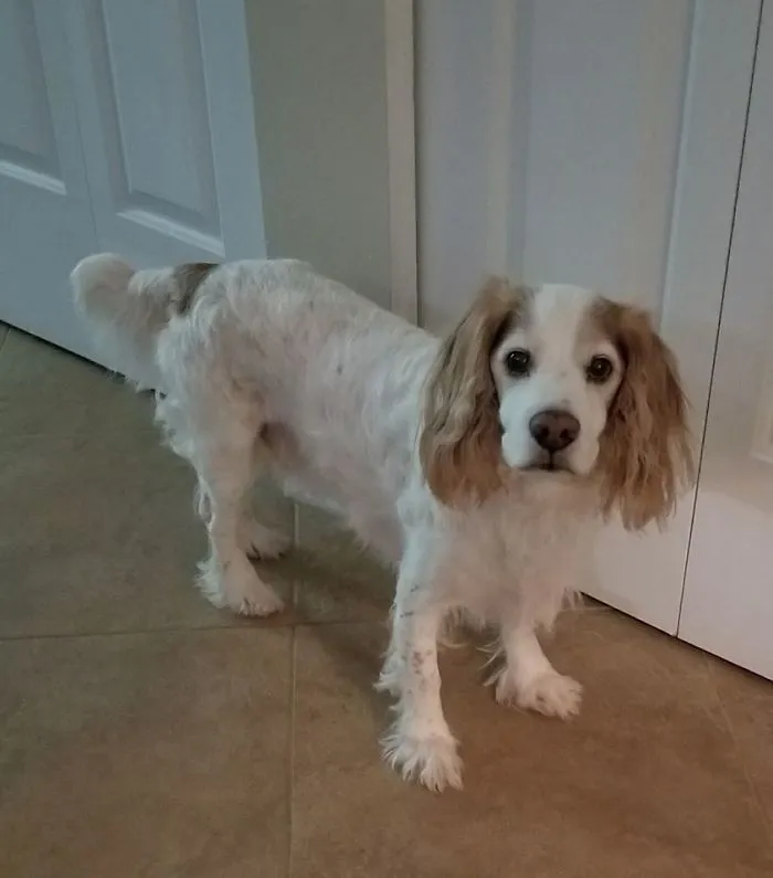Woman Shares A Post About How Quickly Dogs Age To Remind People To Cherish Every Moment With Them