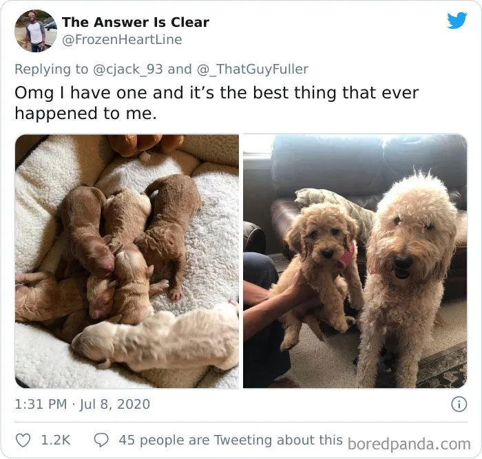 People On Twitter Are Posting Pics Of Their Dogs As Little Puppies Vs. What They Look Like Now (30 Pics)