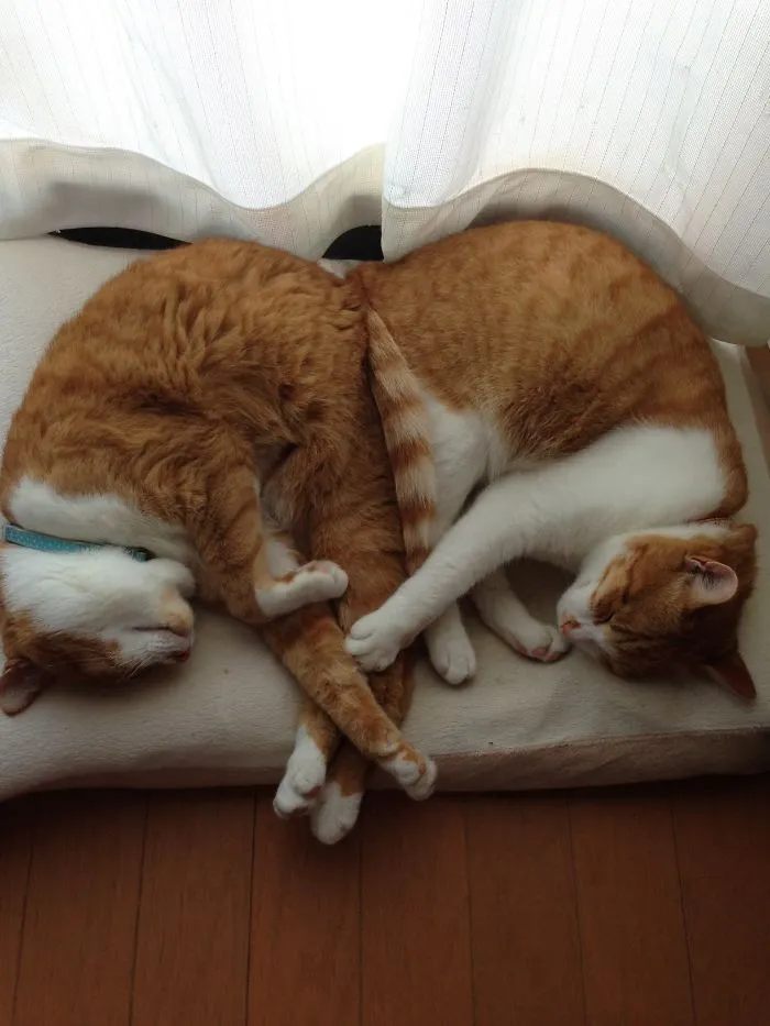 40 Personas que pillaron a sus gatos durmiendo juntos en extrañas posturas y tuvieron que compartirlo