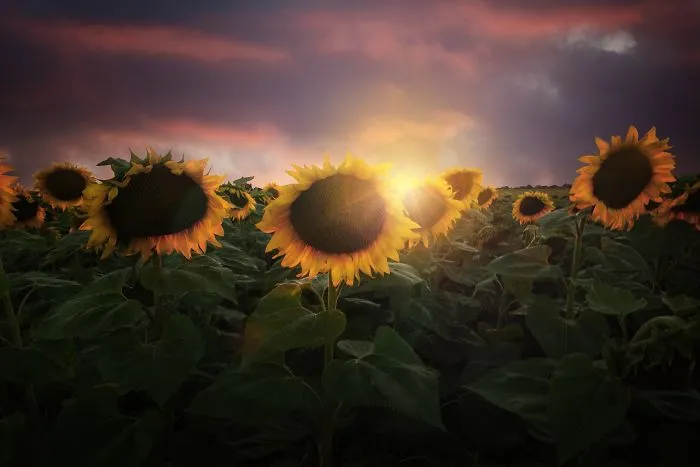 Gorgeous Sunset In The Sunflower Field