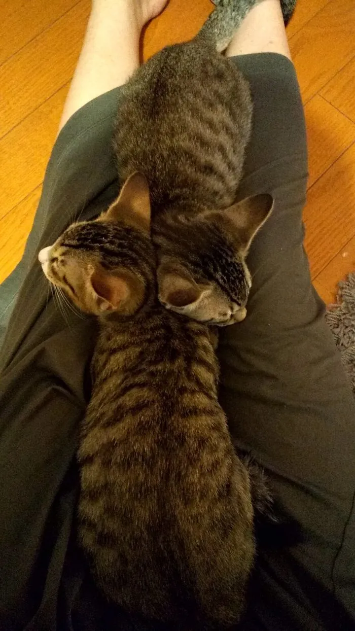 40 Personas que pillaron a sus gatos durmiendo juntos en extrañas posturas y tuvieron que compartirlo