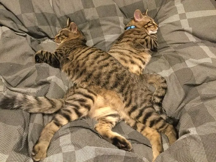 40 Personas que pillaron a sus gatos durmiendo juntos en extrañas posturas y tuvieron que compartirlo