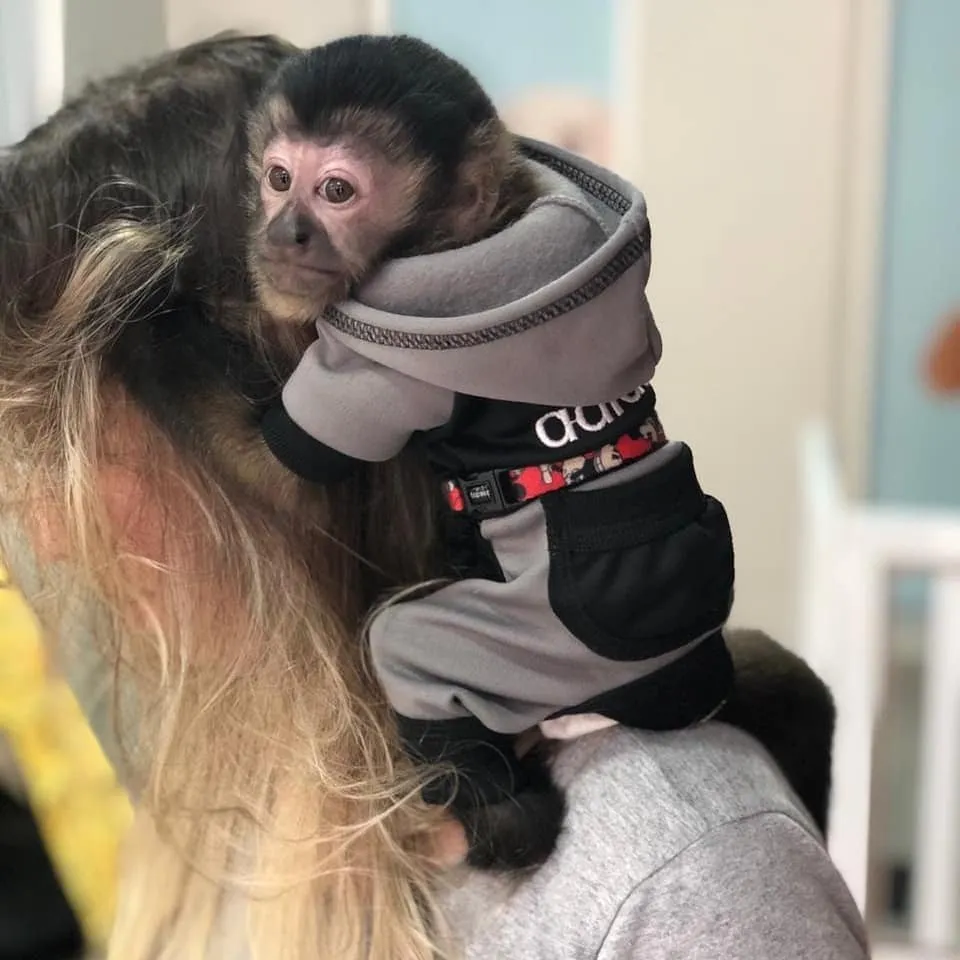 Serving Our Community Through New-Born Baby Capuchin Monkeys And Monkey Services!
