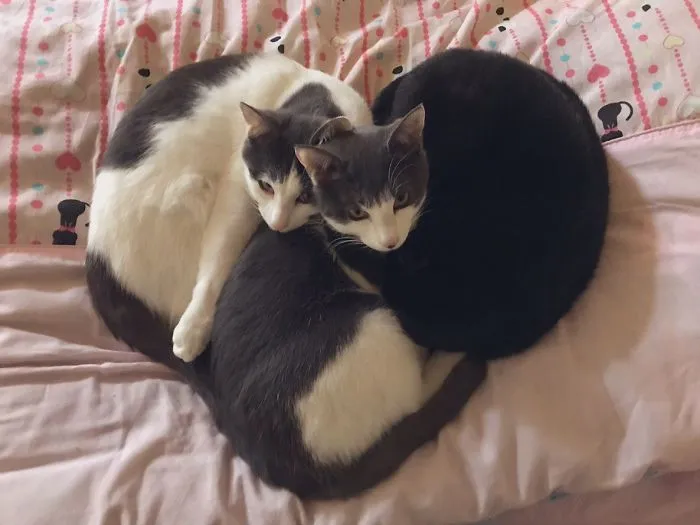 40 Personas que pillaron a sus gatos durmiendo juntos en extrañas posturas y tuvieron que compartirlo