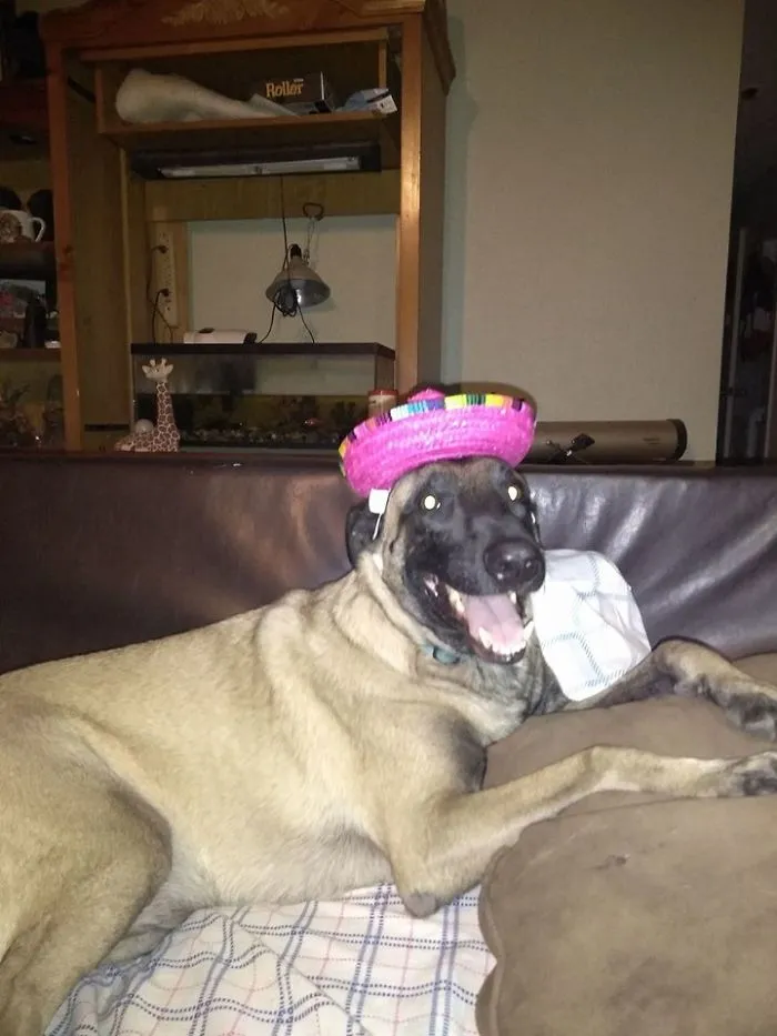 Woman Shares A Post About How Quickly Dogs Age To Remind People To Cherish Every Moment With Them