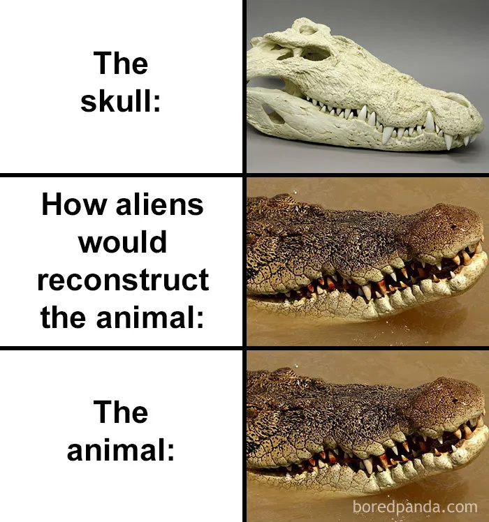 People Compare How Aliens Would Reconstruct Animals Based On Their Skulls Vs. What They Really Look Like (28 Pics)