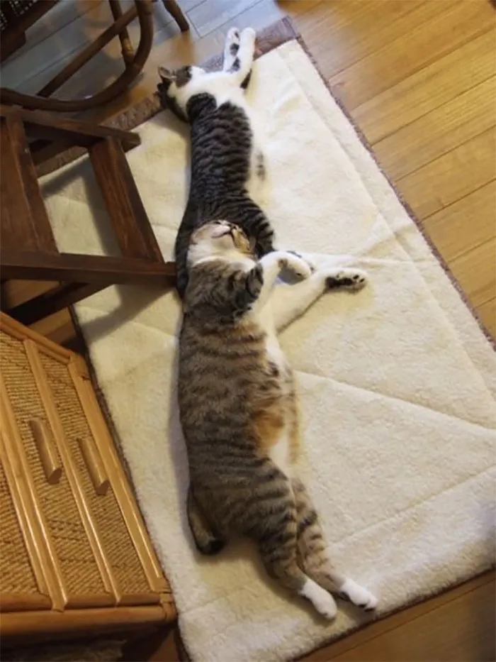 40 Personas que pillaron a sus gatos durmiendo juntos en extrañas posturas y tuvieron que compartirlo
