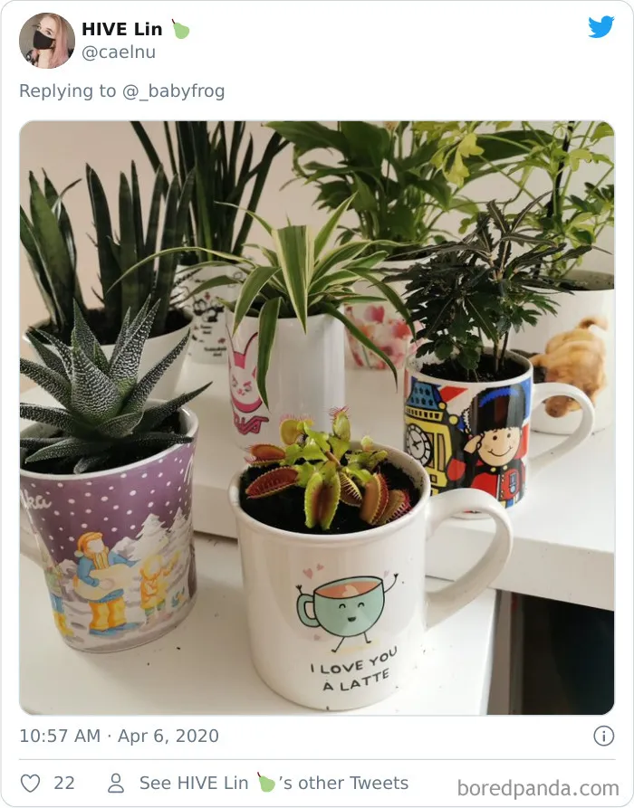 People Are Saying This Comic About Plants Is So True, And Post Pics To Prove It (30 Pics)