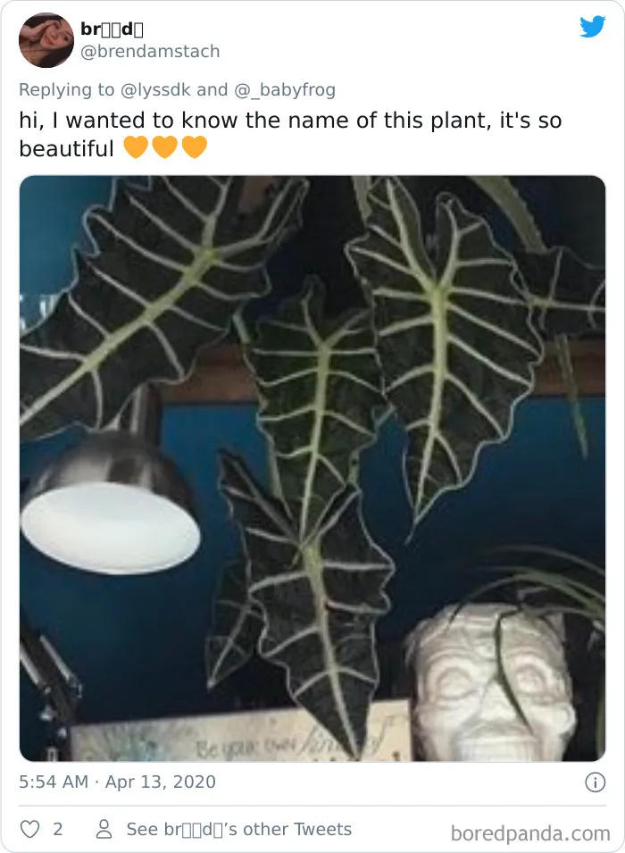People Are Saying This Comic About Plants Is So True, And Post Pics To Prove It (30 Pics)