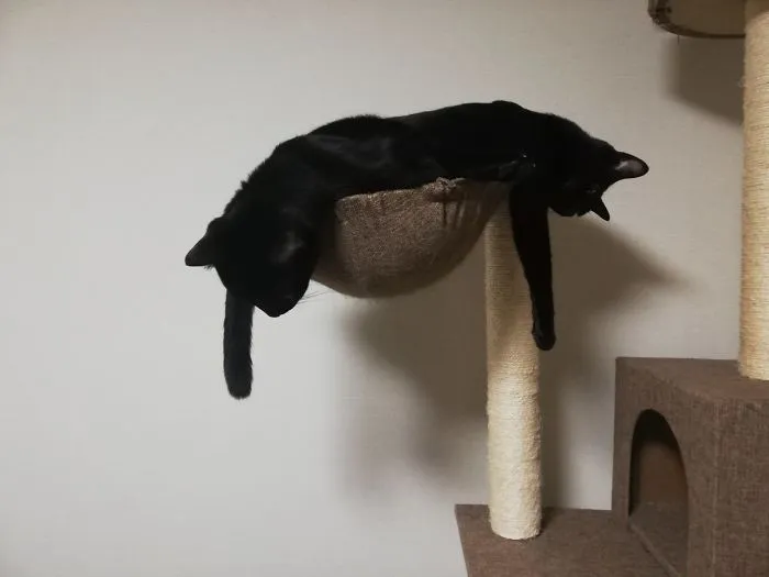 40 Personas que pillaron a sus gatos durmiendo juntos en extrañas posturas y tuvieron que compartirlo