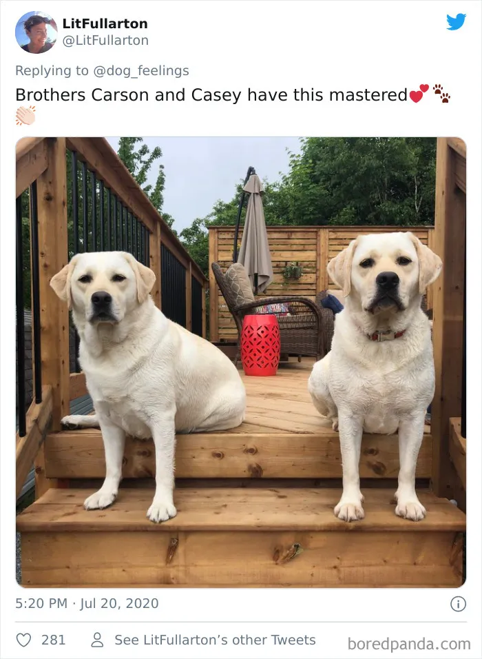 People Are Sharing Funny Pics Of Their Dogs Doing "The Rarest Sit" (30 Tweets)