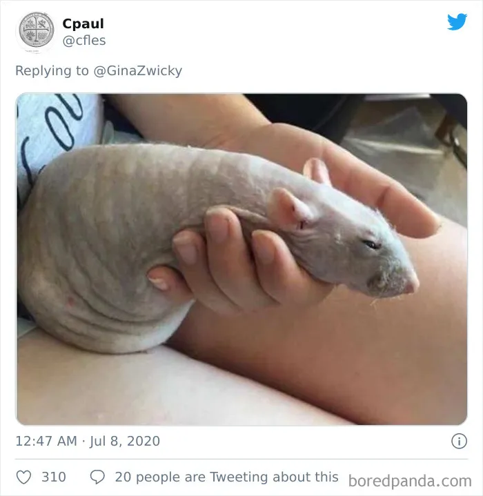 "The Only Content Permitted In This Thread Is Very Ugly Pictures Of Your Pets": Hilarious Twitter Thread Goes Viral