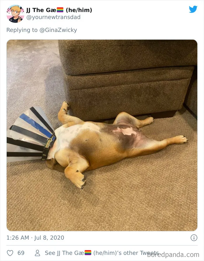 "The Only Content Permitted In This Thread Is Very Ugly Pictures Of Your Pets": Hilarious Twitter Thread Goes Viral