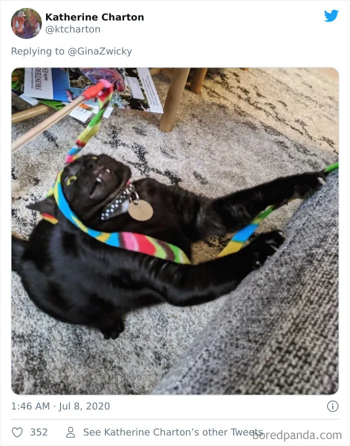 "The Only Content Permitted In This Thread Is Very Ugly Pictures Of Your Pets": Hilarious Twitter Thread Goes Viral