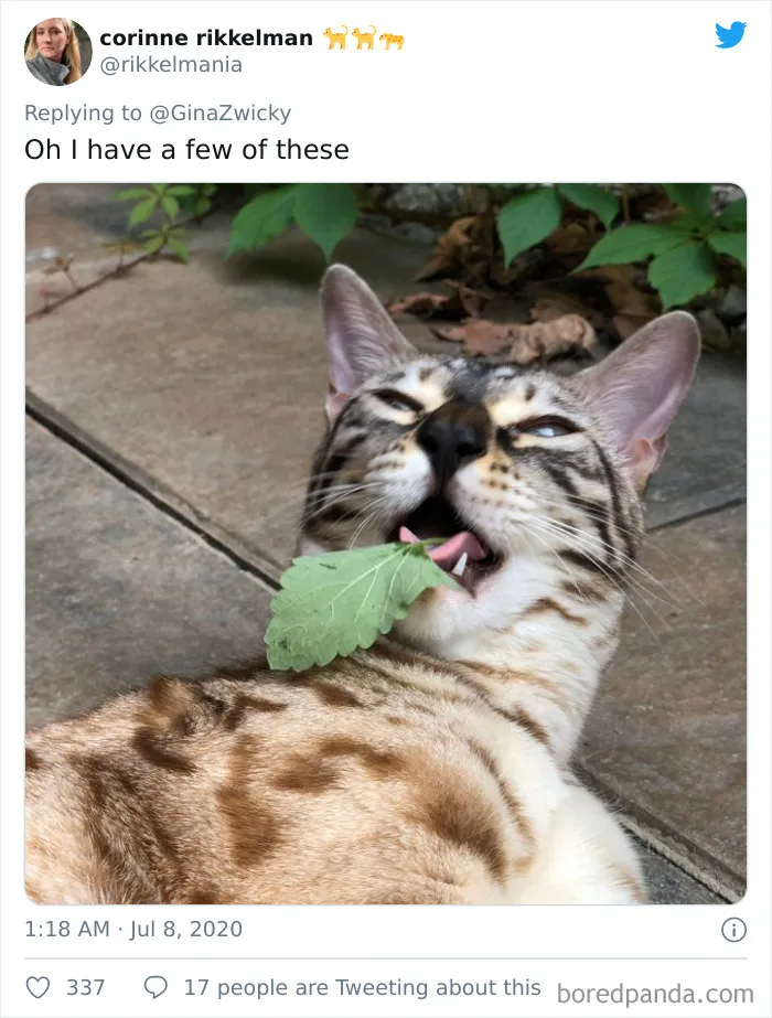 "The Only Content Permitted In This Thread Is Very Ugly Pictures Of Your Pets": Hilarious Twitter Thread Goes Viral