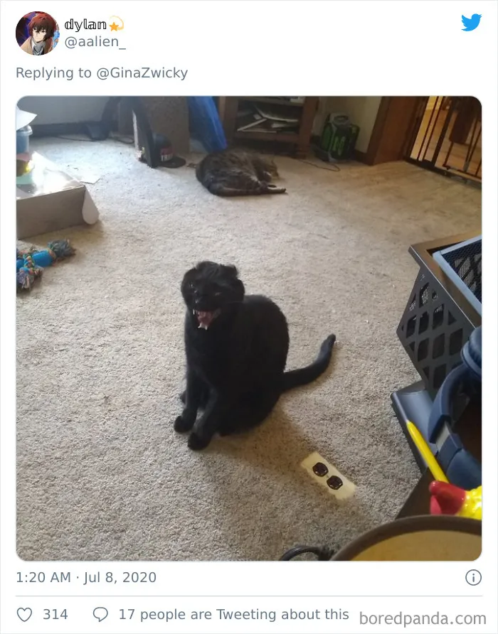 "The Only Content Permitted In This Thread Is Very Ugly Pictures Of Your Pets": Hilarious Twitter Thread Goes Viral
