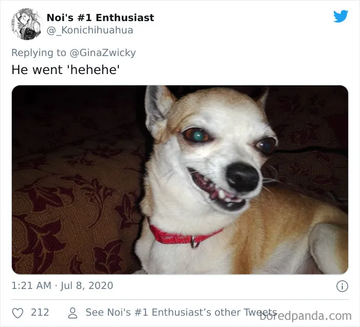 "The Only Content Permitted In This Thread Is Very Ugly Pictures Of Your Pets": Hilarious Twitter Thread Goes Viral