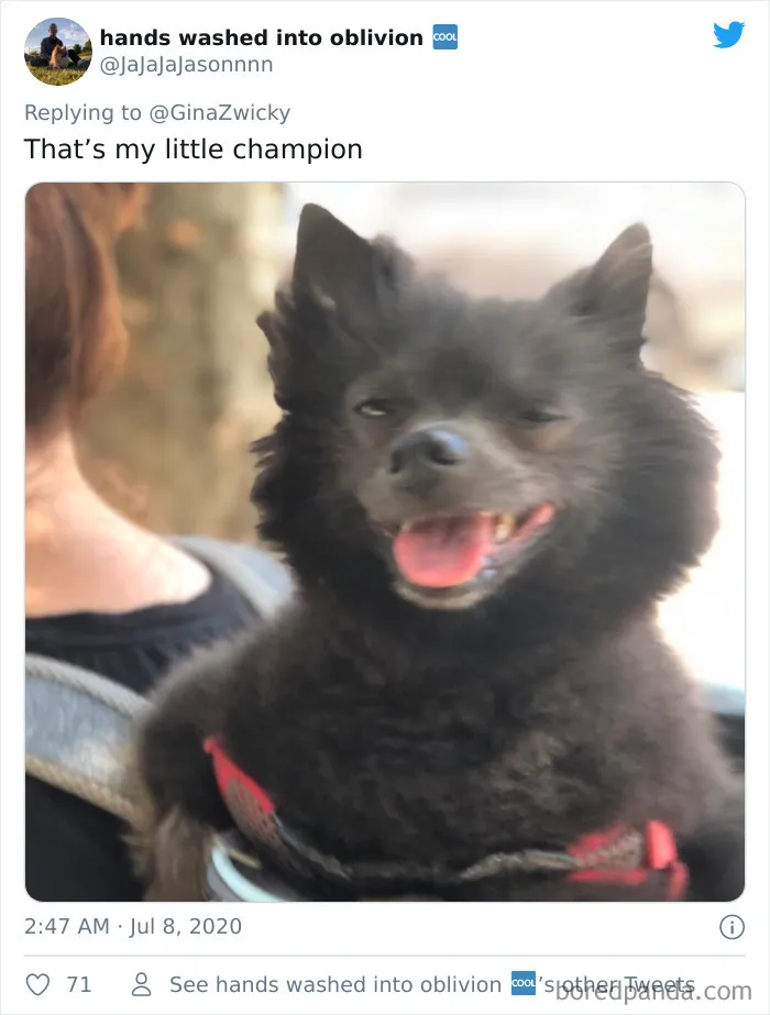 "The Only Content Permitted In This Thread Is Very Ugly Pictures Of Your Pets": Hilarious Twitter Thread Goes Viral