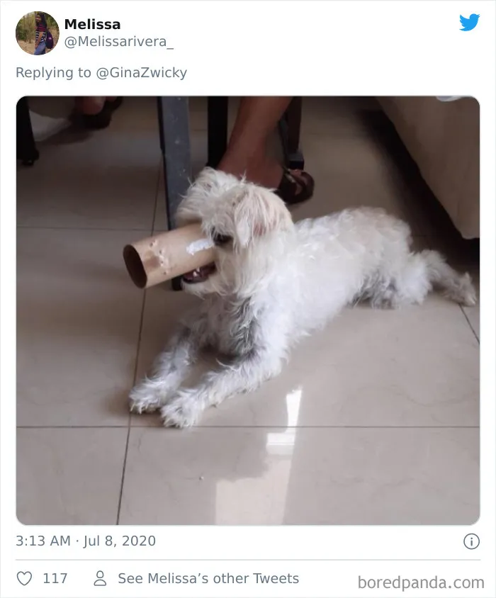 "The Only Content Permitted In This Thread Is Very Ugly Pictures Of Your Pets": Hilarious Twitter Thread Goes Viral