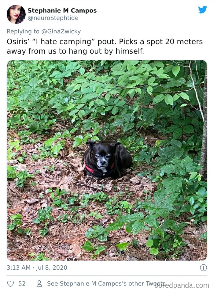 "The Only Content Permitted In This Thread Is Very Ugly Pictures Of Your Pets": Hilarious Twitter Thread Goes Viral