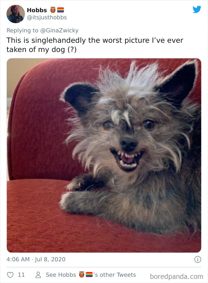 "The Only Content Permitted In This Thread Is Very Ugly Pictures Of Your Pets": Hilarious Twitter Thread Goes Viral