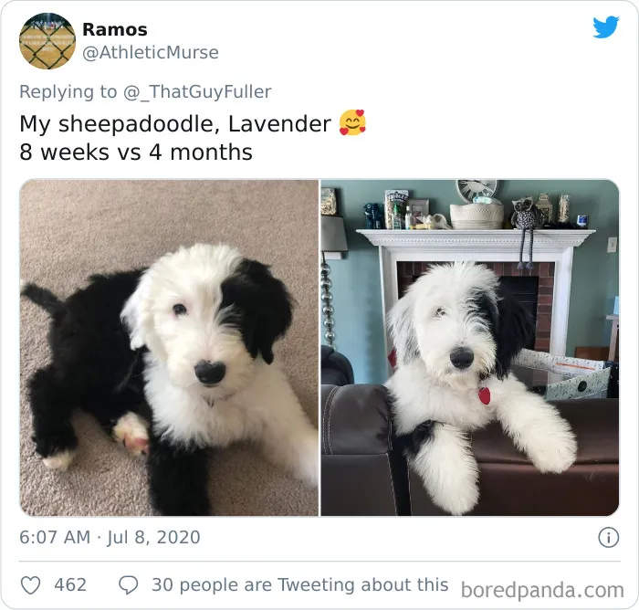 People On Twitter Are Posting Pics Of Their Dogs As Little Puppies Vs. What They Look Like Now (30 Pics)