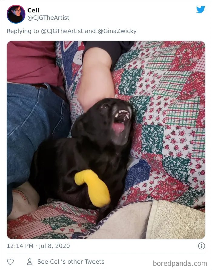 "The Only Content Permitted In This Thread Is Very Ugly Pictures Of Your Pets": Hilarious Twitter Thread Goes Viral