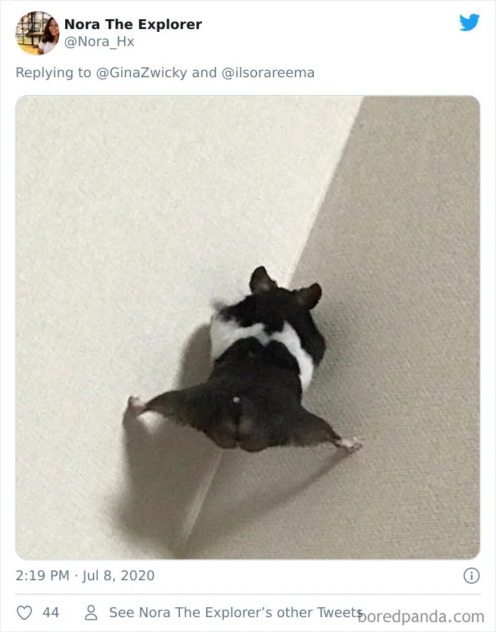 "The Only Content Permitted In This Thread Is Very Ugly Pictures Of Your Pets": Hilarious Twitter Thread Goes Viral
