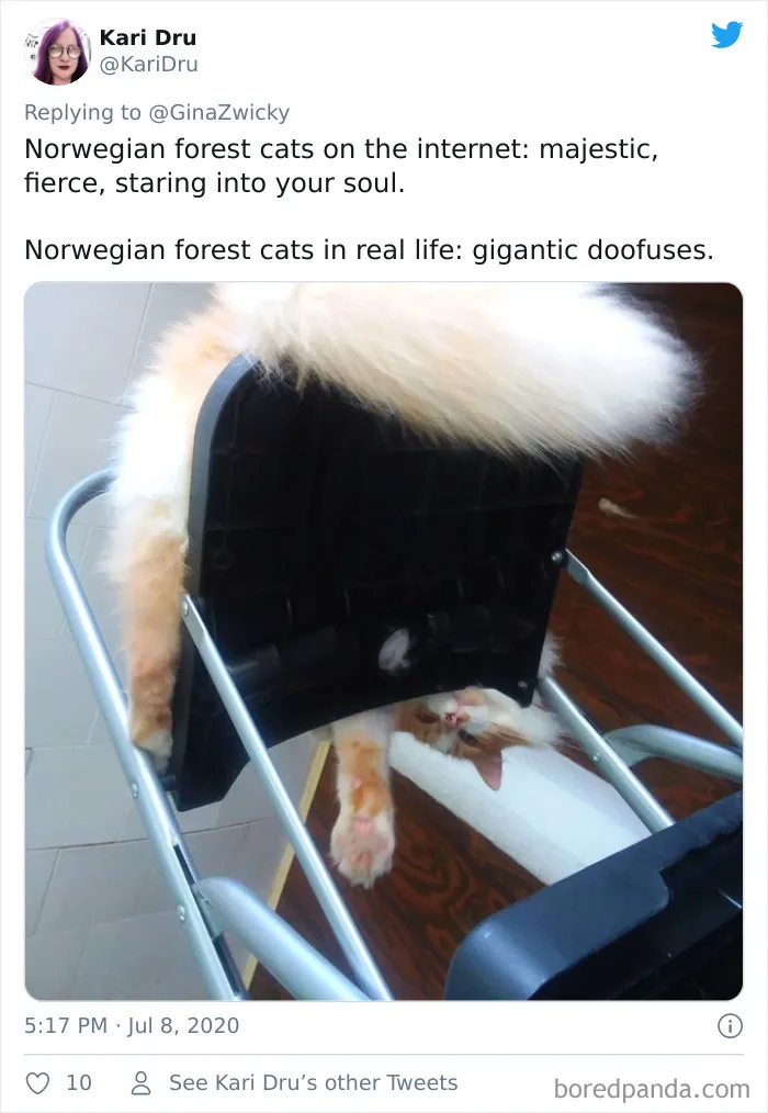 "The Only Content Permitted In This Thread Is Very Ugly Pictures Of Your Pets": Hilarious Twitter Thread Goes Viral