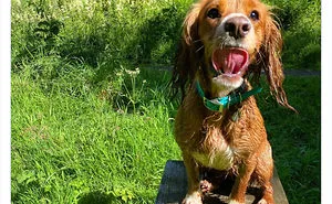 "The Only Content Permitted In This Thread Is Very Ugly Pictures Of Your Pets": Hilarious Twitter Thread Goes Viral