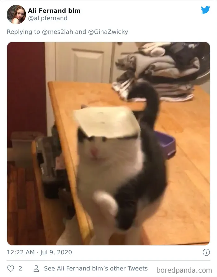 "The Only Content Permitted In This Thread Is Very Ugly Pictures Of Your Pets": Hilarious Twitter Thread Goes Viral