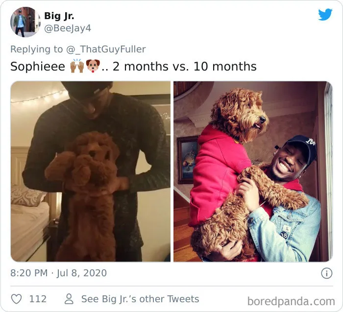 La gente comparte en twitter fotos de sus perros de cachorros y cómo son ahora (30 imágenes)