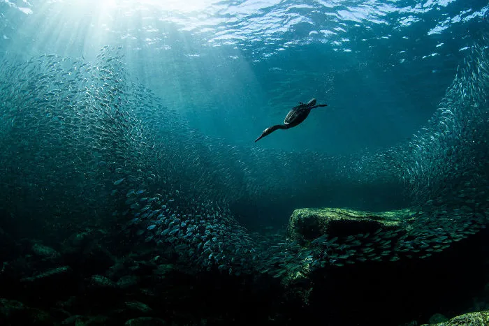 Grand Prize Winner: Double-Crested Cormorant