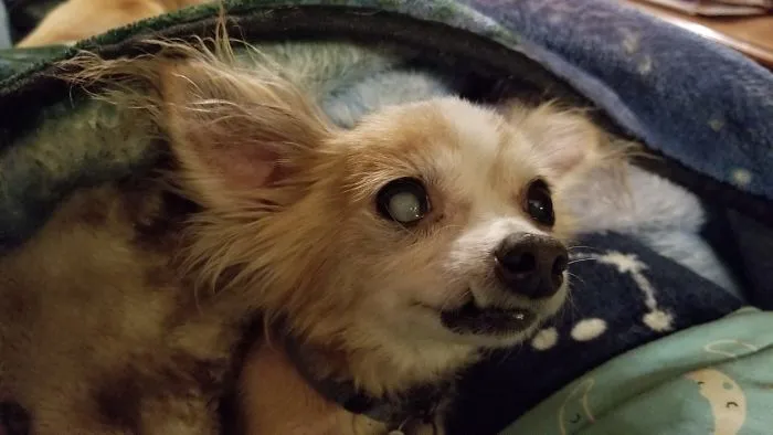 Woman Shares A Post About How Quickly Dogs Age To Remind People To Cherish Every Moment With Them