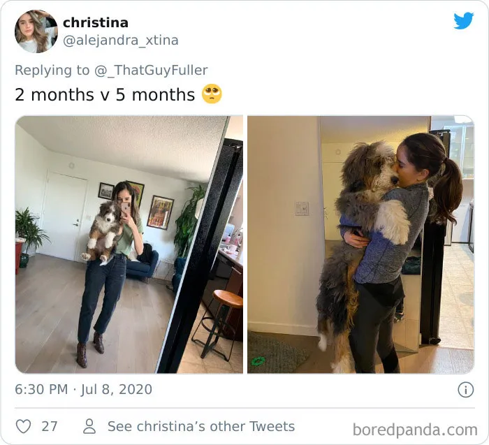 La gente comparte en twitter fotos de sus perros de cachorros y cómo son ahora (30 imágenes)