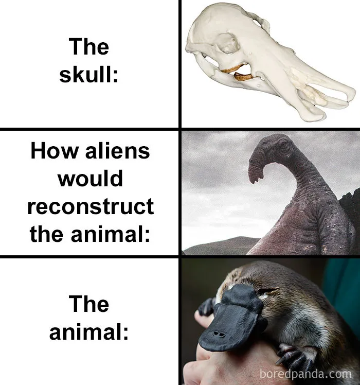 People Compare How Aliens Would Reconstruct Animals Based On Their Skulls Vs. What They Really Look Like (28 Pics)