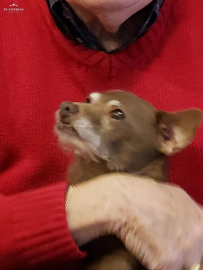 Woman Shares A Post About How Quickly Dogs Age To Remind People To Cherish Every Moment With Them
