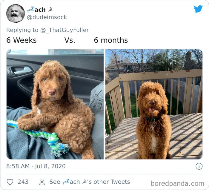 People On Twitter Are Posting Pics Of Their Dogs As Little Puppies Vs. What They Look Like Now (30 Pics)