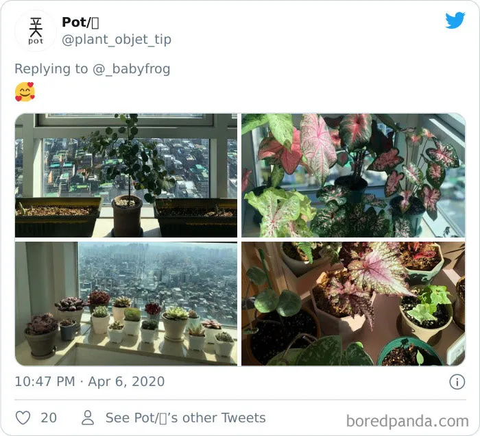People Are Saying This Comic About Plants Is So True, And Post Pics To Prove It (30 Pics)