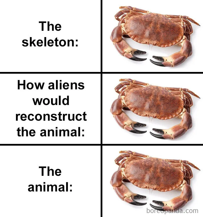 People Compare How Aliens Would Reconstruct Animals Based On Their Skulls Vs. What They Really Look Like (28 Pics)